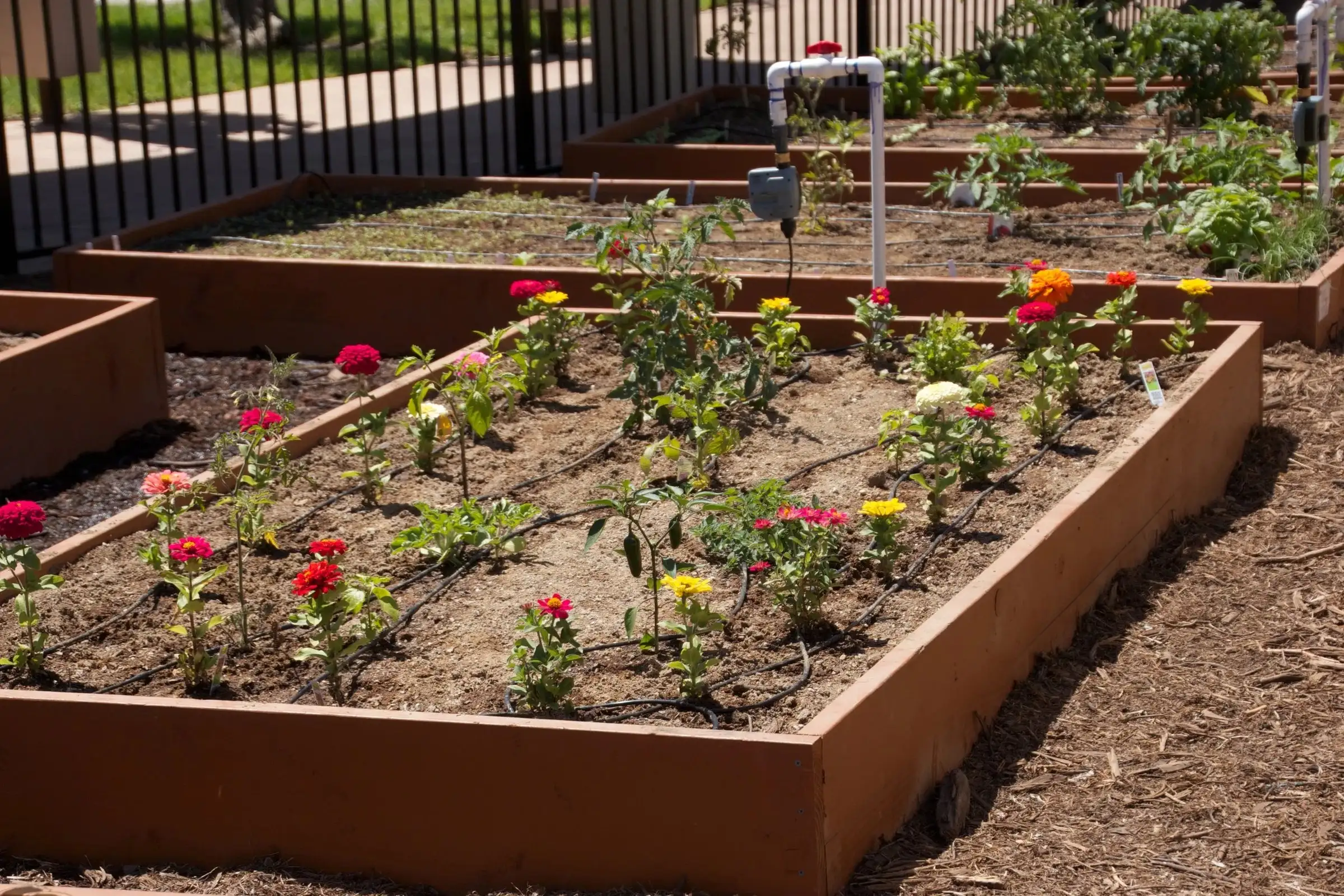 Raised beds full of flowers and young vegetables