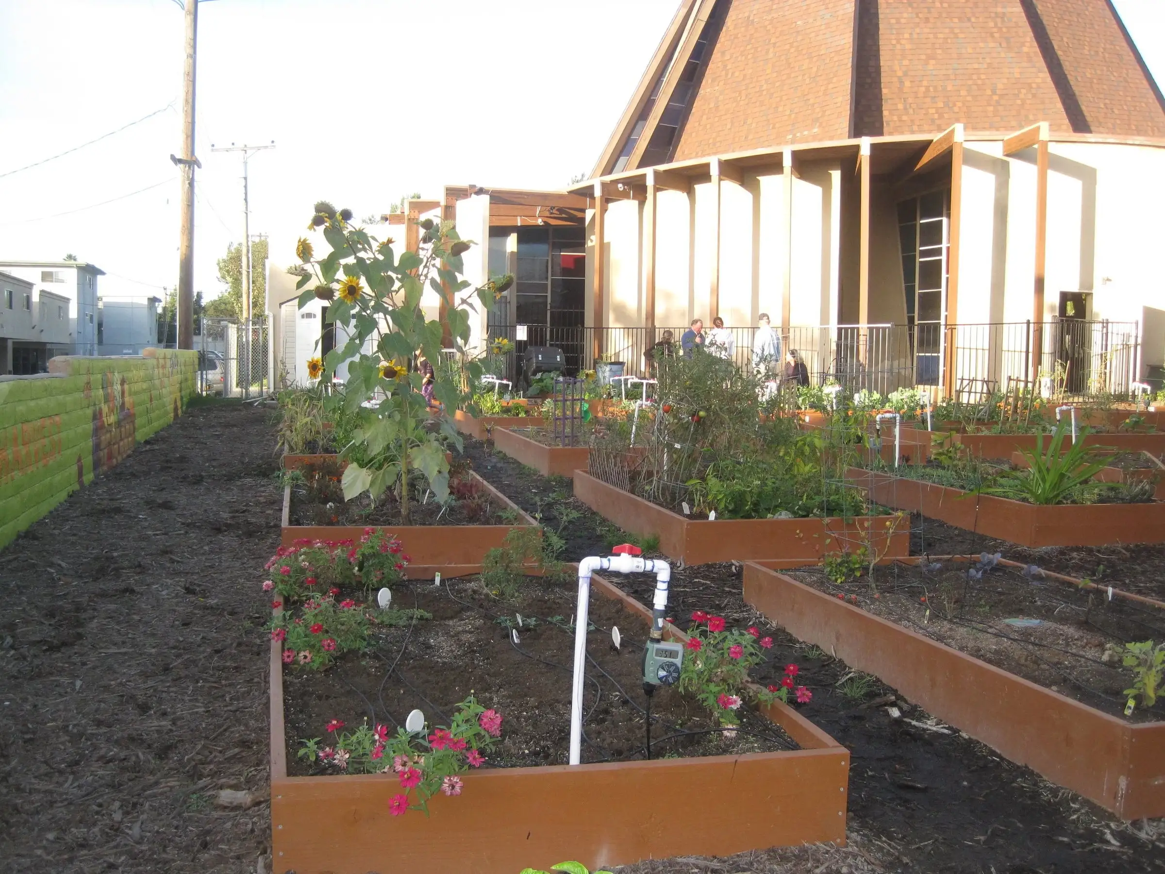 Rows of raised garden beds with young plants at the Northminster community garden, the sanctuary roof beyond